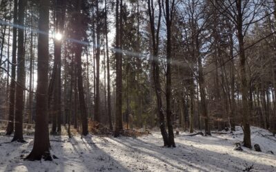 Waldbegehung